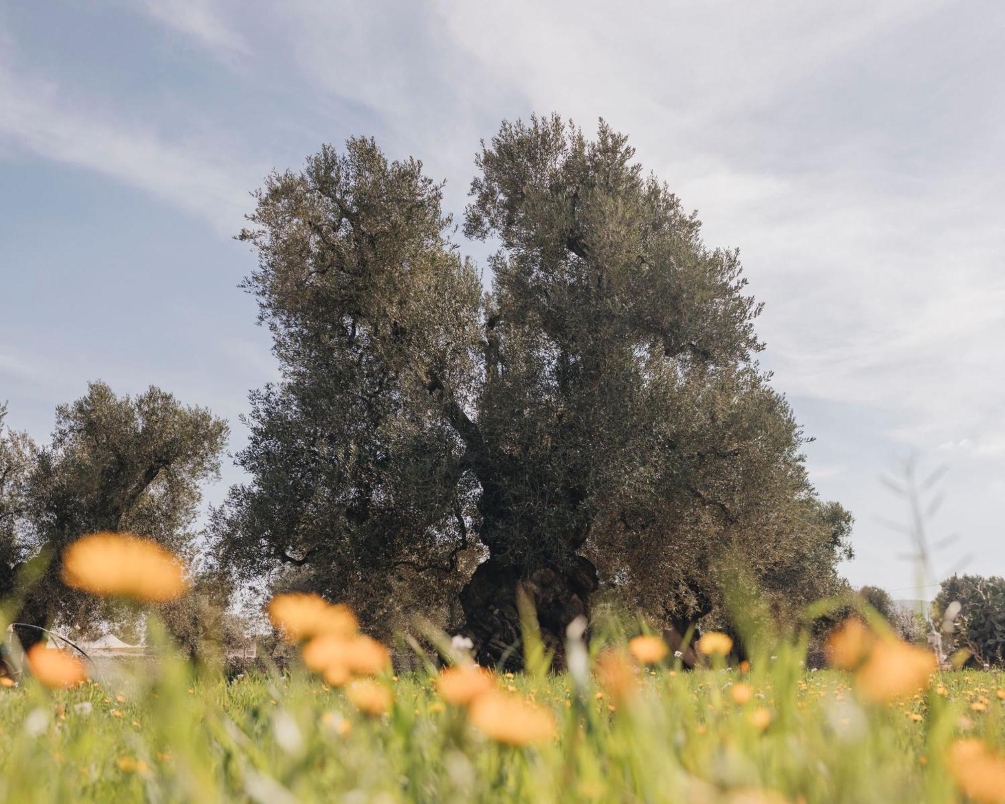 Masseria San Lorenzo Resort Fasano Eksteriør billede
