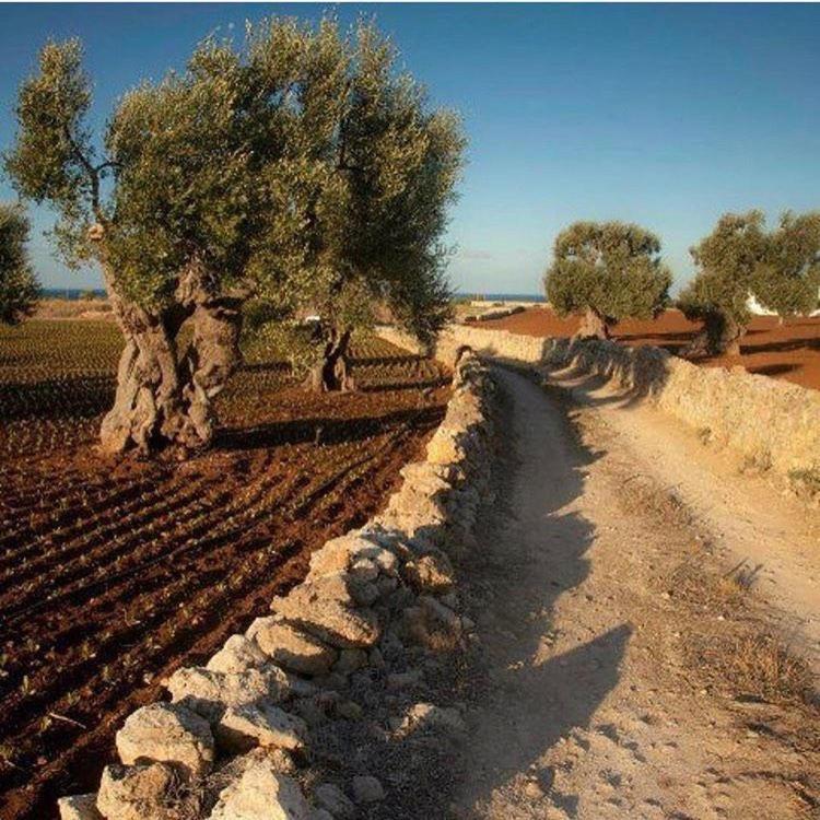 Masseria San Lorenzo Resort Fasano Eksteriør billede