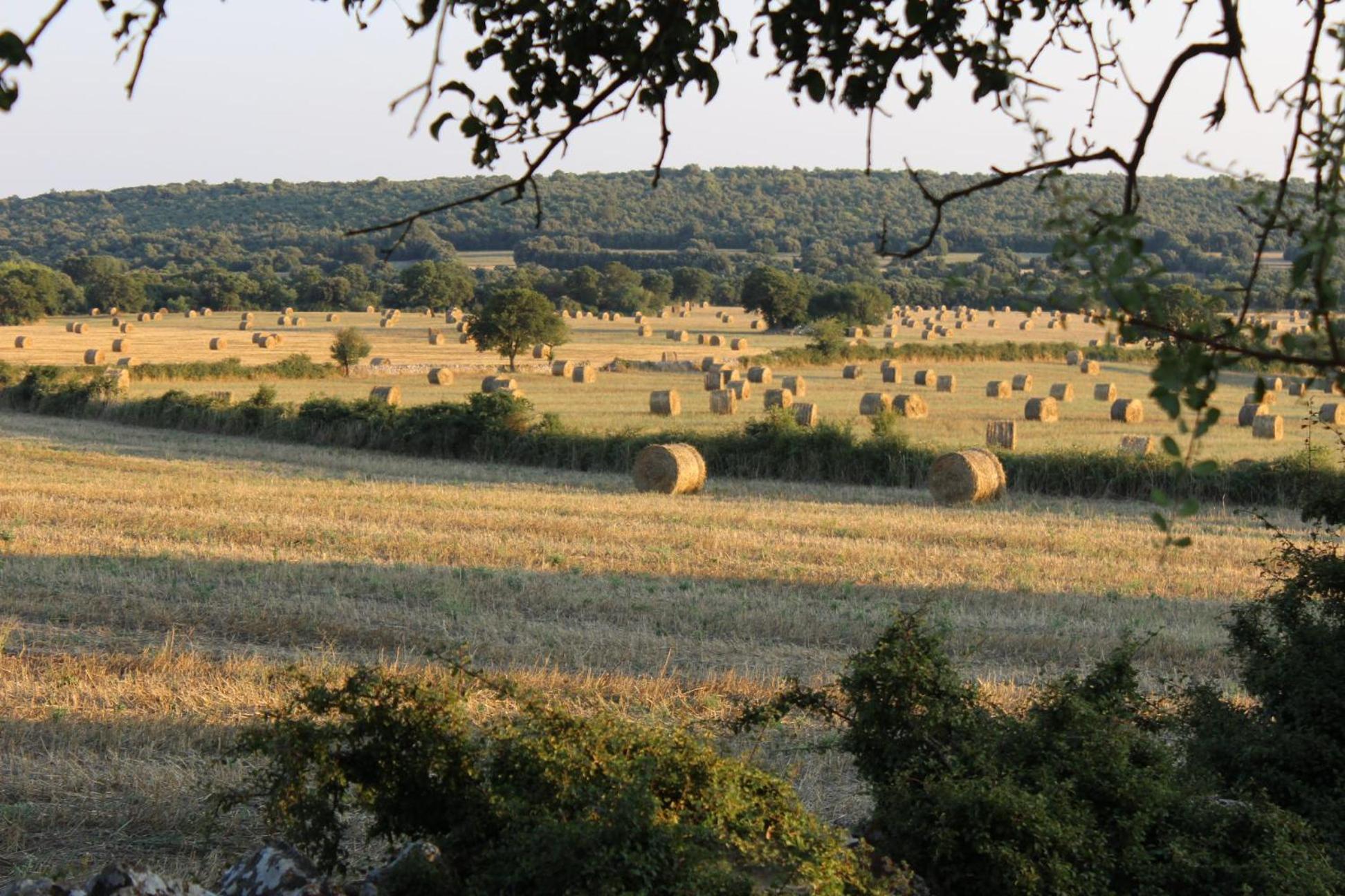 Masseria San Lorenzo Resort Fasano Eksteriør billede